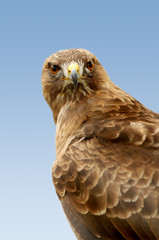 Obraz premium Red Tail Hawk