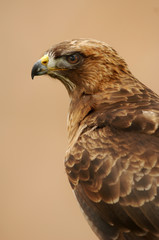 Red Tail Hawk