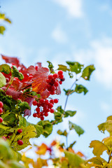 Bunches hang berries of viburnum on a background  yellow and g