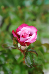 Pink Rose