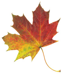 Yellow and red autumn maple leaf isolated on white background