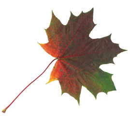 Green and red autumn maple leaf isolated on white background