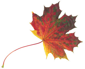 multicolor autumn maple leaf isolated on white background
