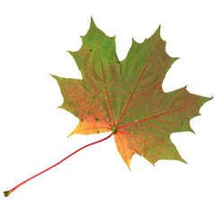 Yellow and green autumn maple leaf isolated on white background