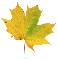 Yellow and green autumn maple leaf isolated on white background