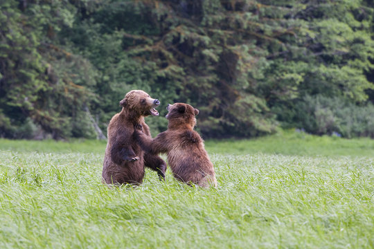 Grizzly Bear, ursus arctos horribilis, Khutzeymateen, British Columbia