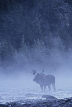 Moose (Alces alces) Male in Mist, Autumn, Jasper National Park, Alberta, Canada