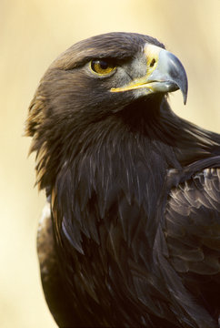 Adult golden eagle (Aquila chrysaetos), Alberta, Canada