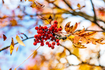 Clusters of Rowan berries hang on the background  yellow and g