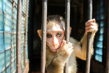 Big beautiful eyes. Monkey sitting behind bars