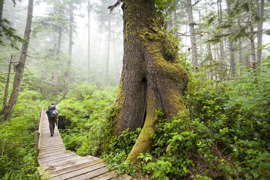 Hiker on boardwalk, western hemlock tree, Tsuga heterophylla, West Coast Trail, Pacific Rim National Park Reserve, Vancouver Island, BC, Canada.