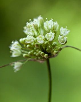 Macrophotographie d'une fleur sauvage: Ail victorial (Allium victorialis)