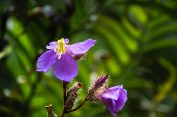 The blossoming myrtle flowers closeup