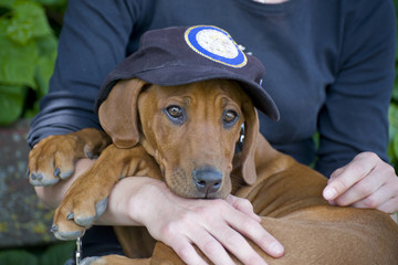 Closeup of a girl holding young dog in the arm.