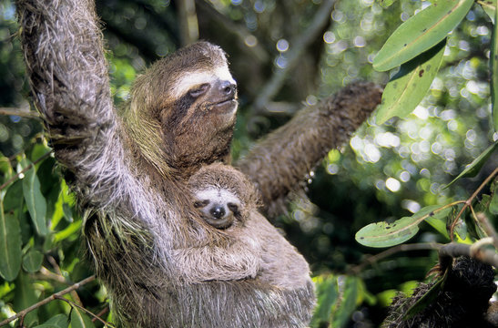 Mother three-toed sloth (Bradypus variegatus) and young, coastal mangroves, Panama, Central America