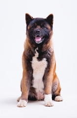 Portrait of a beautiful dog breed American Akita inu