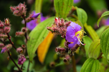 The blossoming myrtle flowers closeup