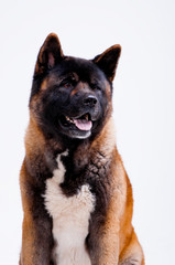 Portrait of a beautiful dog breed American Akita inu
