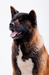 Portrait of a beautiful dog breed American Akita inu