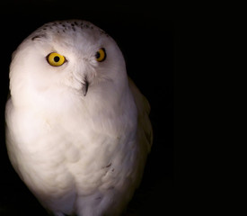 Snowy Owl