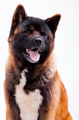 Portrait of a beautiful dog breed American Akita inu