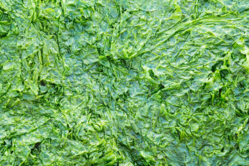 Close-up of seaweed on Waddensea wetlands, Netherlands