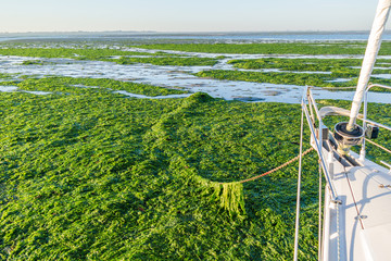 Anchoring in seaweed field, Waddensea, Netherlands