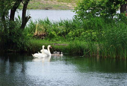 Swan and chicks swimming on the pond