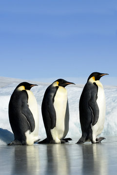 Three Emperor penguins on ice, Snow Hill Island, Antarctica