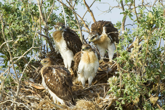 Ferruginous Hawk (Buteo regalis) Nestlings. A hawk of open dry country of western Untied States and western Canada. Becoming rare these hawks are one of the most powerful of the buteos with a long wingspread of 56 inches. West of Cardston, southwest Alberta, Canada.