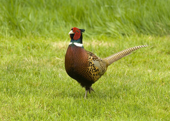 Ring necked Pheasant, Canada