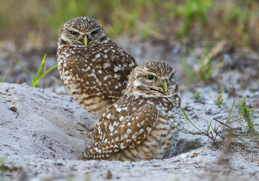 Two Burrowing Owls sitting on ground, Cape Coral, Florida, USA