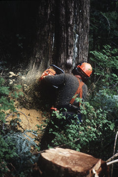 logging industry, tree faller cuts down cedar tree, Vancouver Island, British Columbia, Canada. 