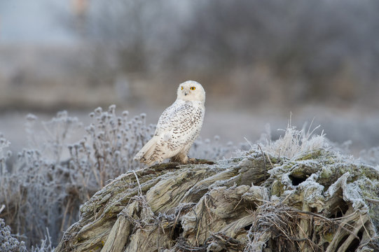 Snowy Owl standing on frosted wood, Boundary Bay, Canada
