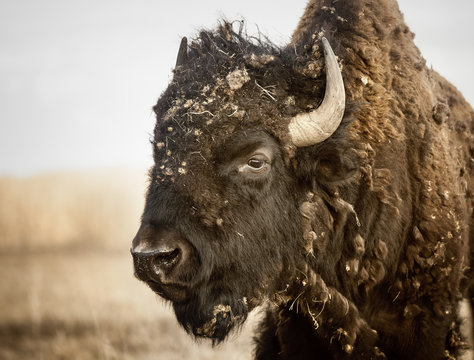Portrait of a Plains Bison (Bison bison bison), shedding his winter coat, Manitoba, Canada