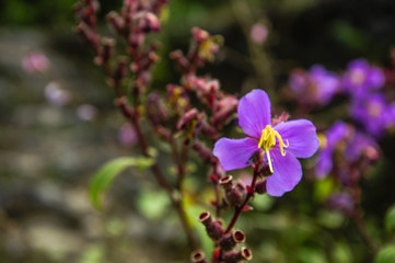 The blossoming myrtle flowers closeup