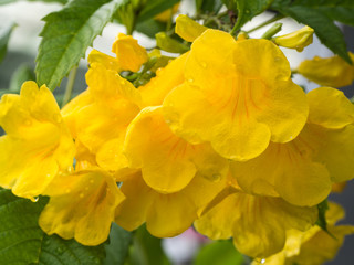 Fototapeta premium The Yellow Trumpet-Flower After Rain