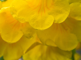 The Yellow Trumpet-Flower After Rain