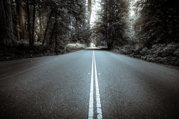 Black and white forest road © RyanTangPhoto