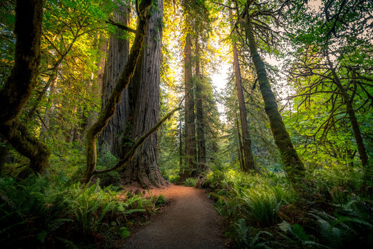 Fototapeta Sunlit forest trail