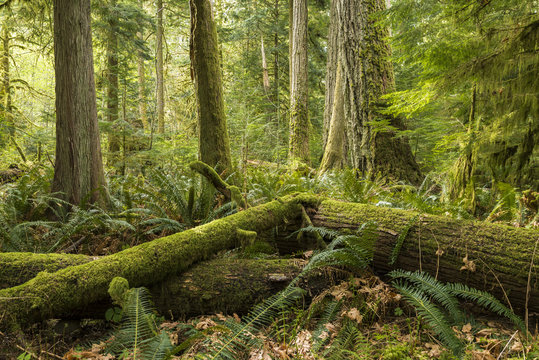 Old growth forest, Cathedral Grove, MacMillan Provincial Park, Vancouver Island, British Columbia, Canada