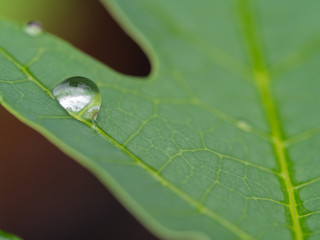 Drops of Rain on The Leaf of The Papaya
