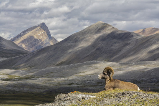 Bighorn sheep resting in Wilcox Pass, Jasper National Park, Canada