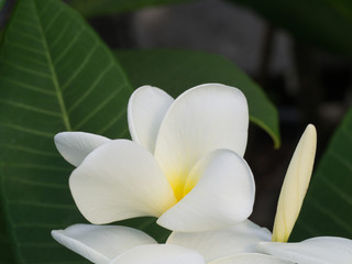 White Frangipani Petals