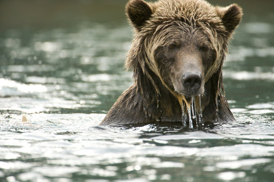A sow Grizzly Bear, Ursus horribilis, swims after Sockeye Salmon, Oncorhynchus nerka, in the Chilko River, British Columbia, Canada