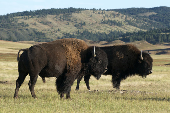 American Bison on grasslands in Custer State Park, South Dakota, North America. (Bison bison)