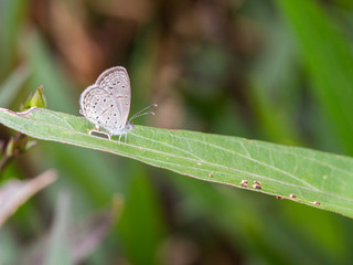 Butterfly Perched on a Leaf