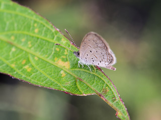 Fototapeta na wymiar Butterfly Perched on a Leaf