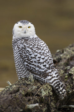 Snowy Owl perching on fallen tree,  Canada