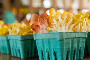 Mushrooms at market
